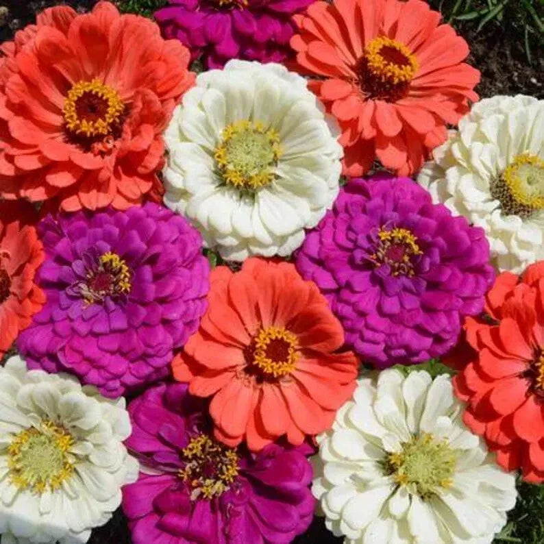 Zinnia Seeds Mix - 100 Organic Flower Seeds for Garden - Zinnia elegans - Vibrant Colorful Blooming Flowers