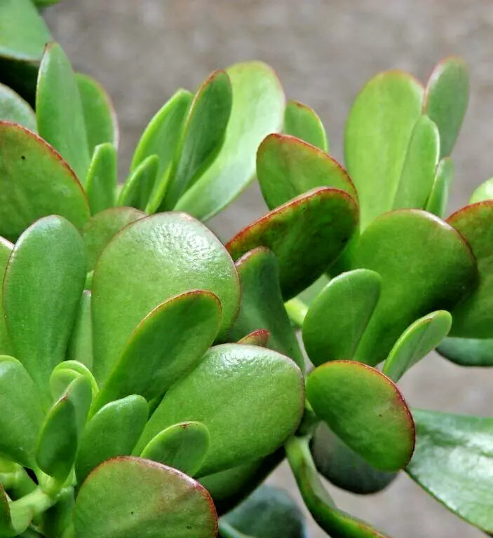 Succulent Plant + 4-6" Green Jade Money Plant Tree + White Blooms + Crassula ovata
