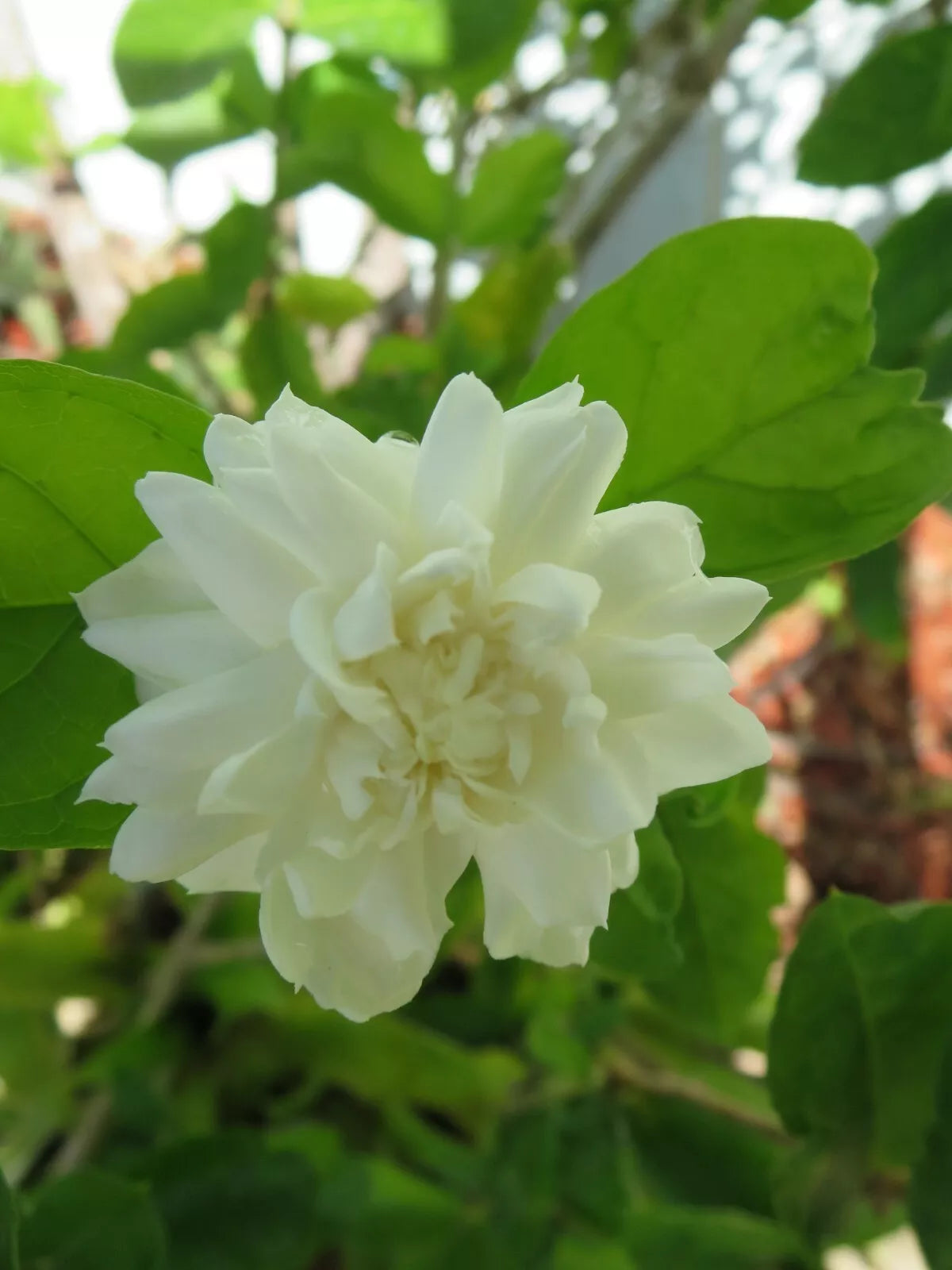 Grand Duke of Tuscany Jasmine Cuttings – 3 Unrooted Jasminum sambac Fragrant Climbing Vines