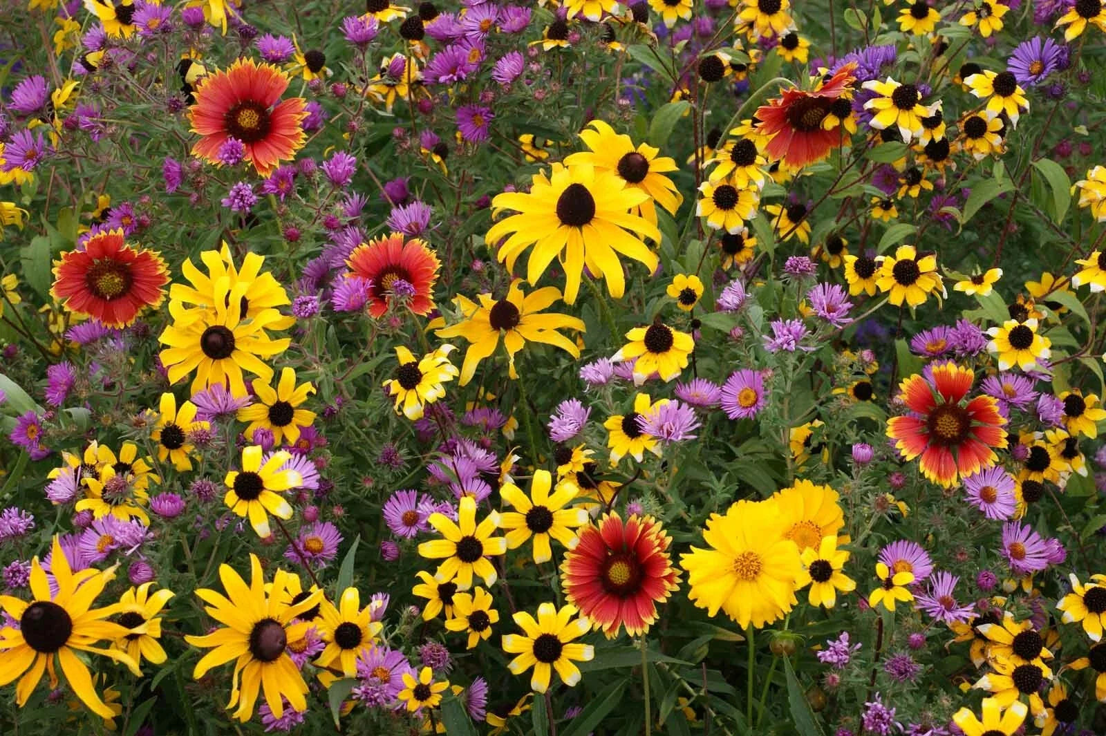 Perennial Wildflower Seed Mix | Native Varieties for Garden | Eco-Friendly Pollinator Attracting Wildflowers