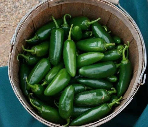 Jalapeno Pepper Seeds - 100+ Heirloom Non-GMO Capsicum annuum Seeds