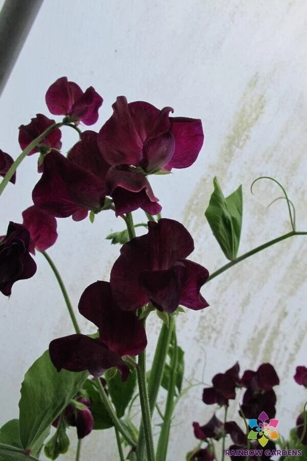 Montpellier Sweet Pea Seeds – 50+ Pack, Fragrant Climbing Vines, Lathyrus odoratus, Garden Flower Seeds for Beds & Containers