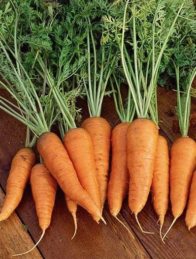 Danvers 126 Carrot Seeds - 1000 Non-GMO Heirloom Seeds, USA Grown Organic Carrot