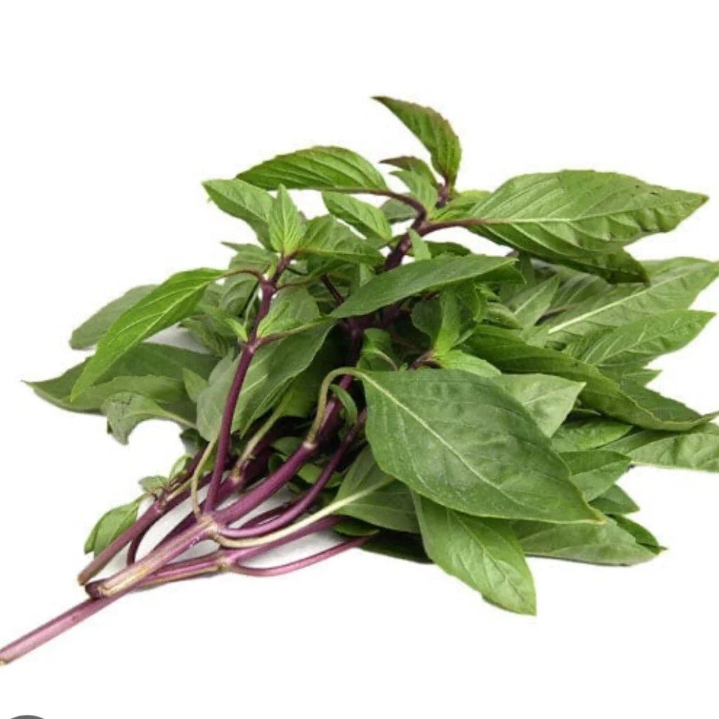Thai Basil Seeds - Organic Non-GMO Heirloom - Ocimum basilicum var. thyrsiflora - Culinary Herb Seeds