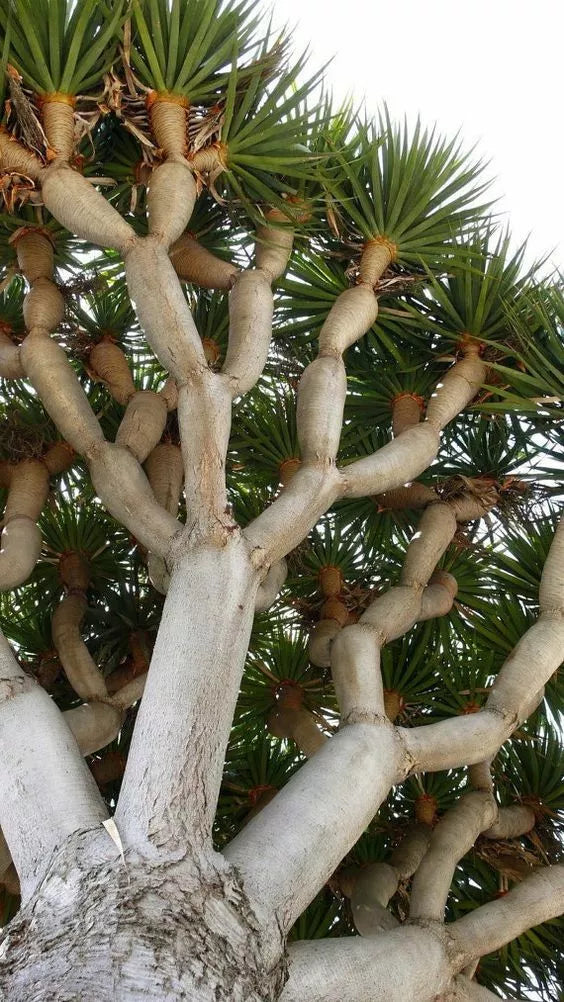 Dragon Blood Bonsai Tree Seeds - Dracaena Draco Indoor Plant Seeds for Gardening, 6 Pack