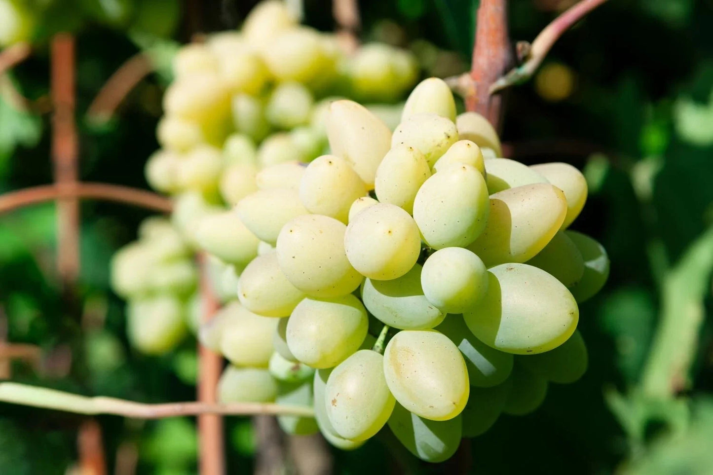 Rare Cotton Candy Grape Cuttings – 5 Rooting/Grafting Vitis vinifera, Sweet Flavor, Easy to Grow