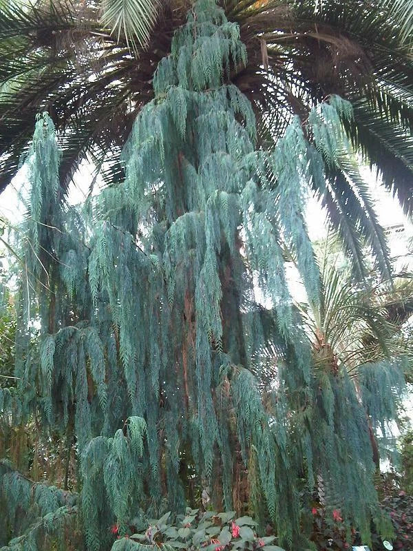 Kashmir Cypress Seeds - Cupressus cashmeriana - Evergreen Tree for Landscaping, Garden, Privacy Screen, Windbreak, 30 Seeds