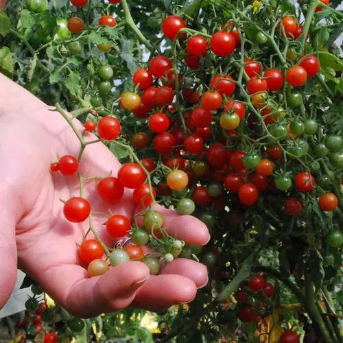 Sweet Pea Currant Tomato Seeds - Tiny, Rare Variety, 120+ Seeds for Container & Garden, Solanum pimpinellifolium