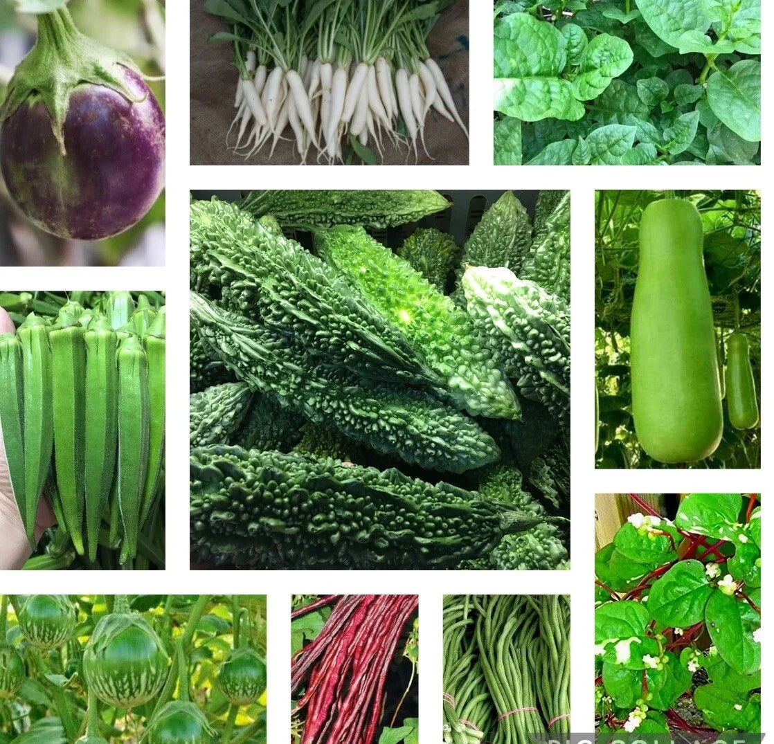 Asian Vegetable Seeds Packets – Indian Bittermelon, Malabar Spinach & More – Heirloom Varieties, Non-GMO, Indoor & Outdoor Gardening