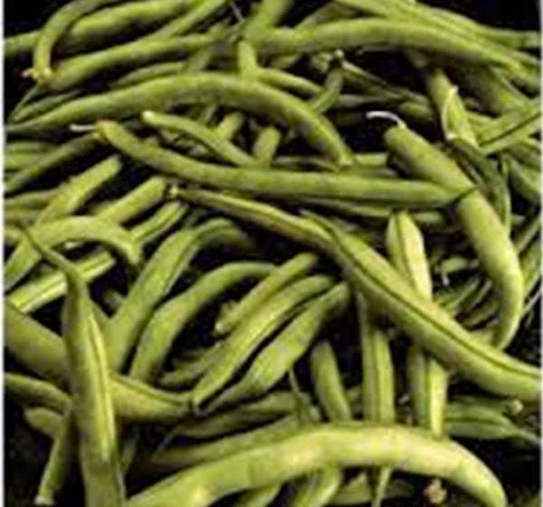 Heirloom Bean Seeds - Commodore Bush Variety, 500+ Non-GMO Organic Green Beans for Home Gardening, Compact Growth, Phaseolus vulgaris