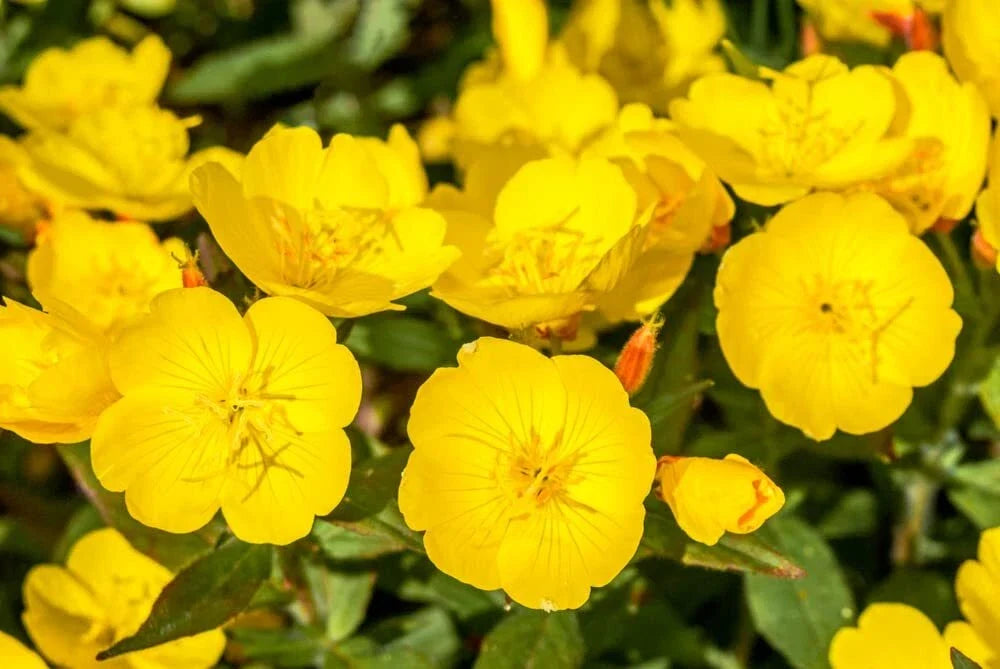 Evening Primrose Seeds 500 Pack - Yellow Flowers - Oenothera biennis - Perennial Garden Seeds for Pollinators