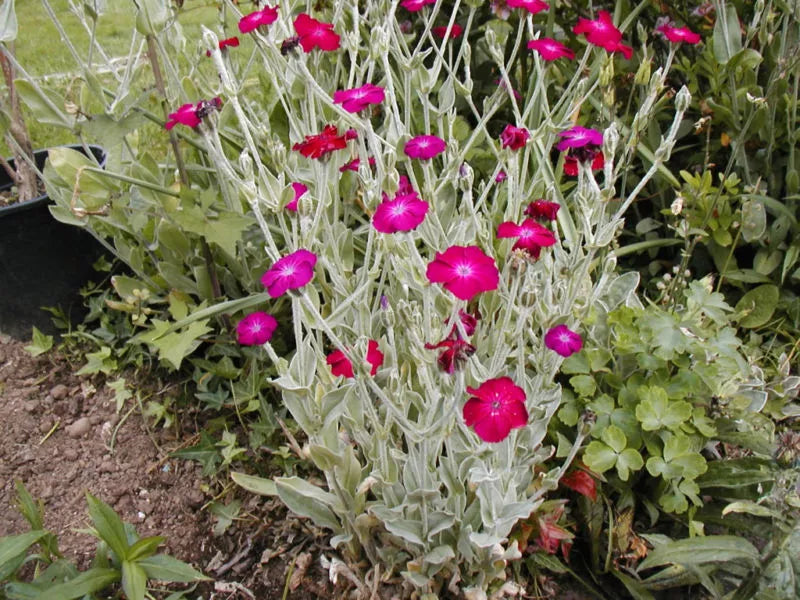 Pink Rose Campion Seeds - 150 Perennial Lychnis coronaria for Borders, Cottage Gardens & Wildflower Meadows