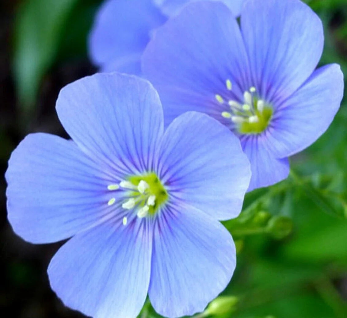 Blue Flax Flower Seeds – Perennial Wildflower Seeds for Gardens, Borders & Meadows – Linum lewisii, 1000+ Seeds Pack