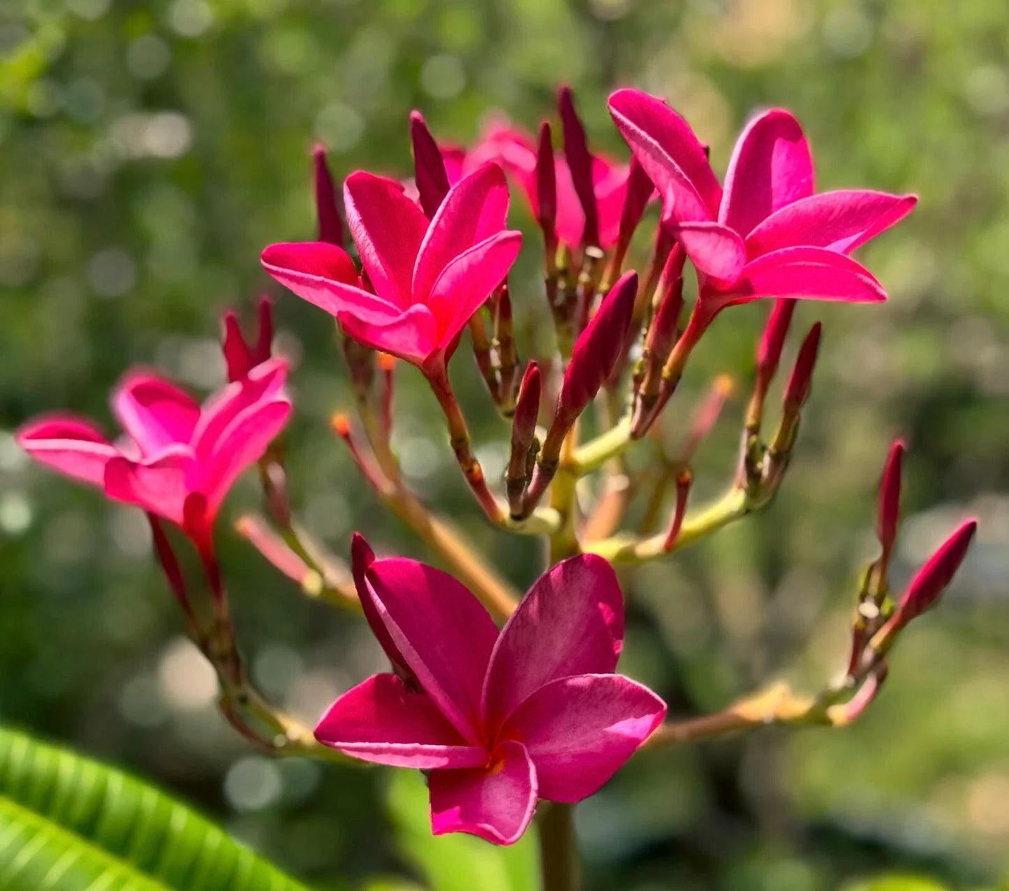 Plumeria Cutting 6-8" Pink Frangipani Tropical Plant, Hawaiian, Flowering, Plumeria spp.