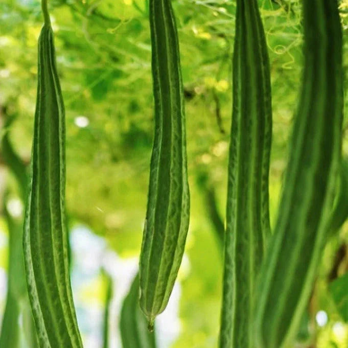 Bonanza Angled Luffa Gourd Seeds – Ridged Asian Vegetable, Luffa acutangula, Climbing Vine, 2025 Planting