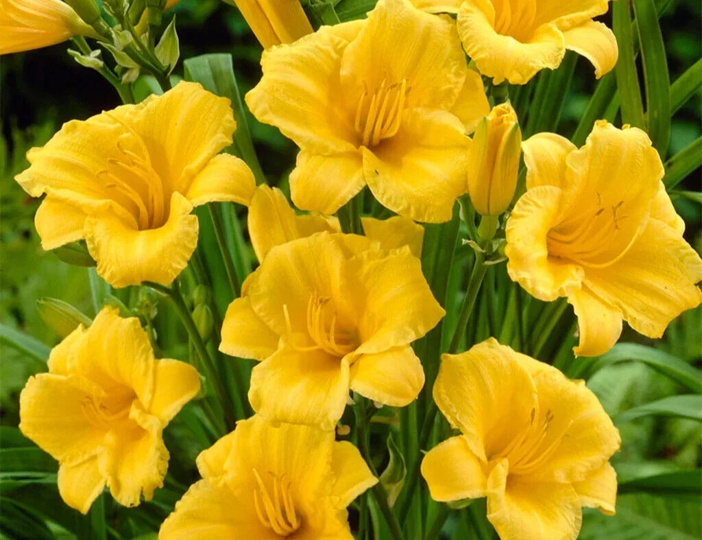 Daylily Live Plant - 8-Eyed Clump Bareroot - Stella d'Oro Hemerocallis 'Stella de Oro' Perennial Flowering Plant