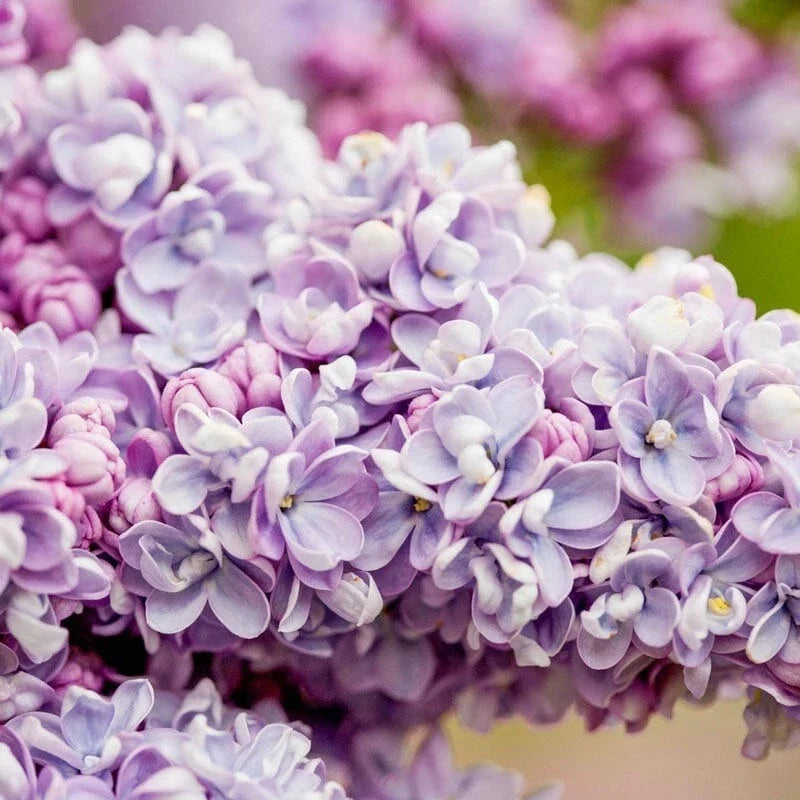 25 President Gra Lilac Seeds | Fragrant Perennial Flower | Syringa vulgaris | Easy to Grow Garden Seeds