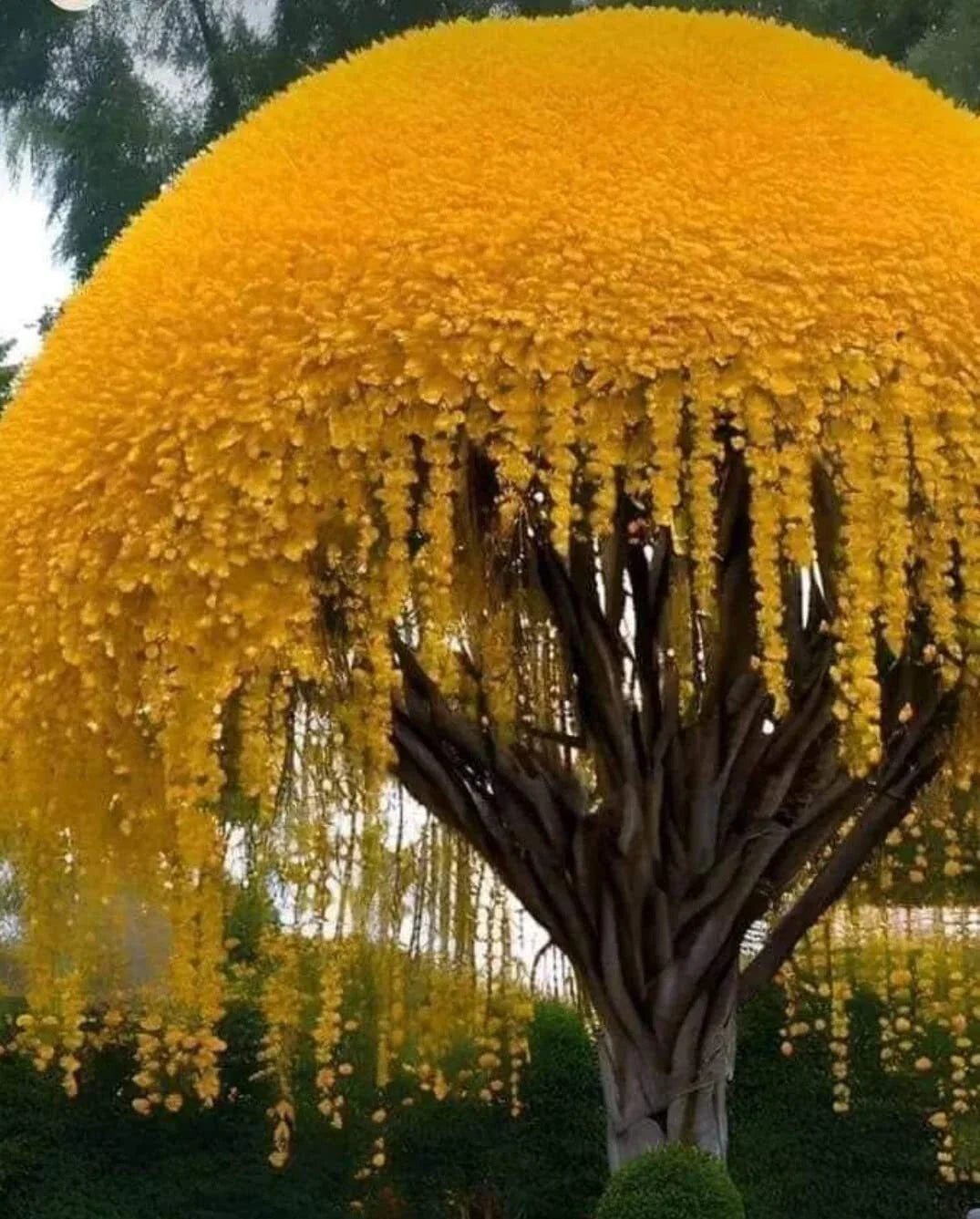 Golden Shower Tree Seeds - Cassia fistula - Weeping Yellow Bloom, 10 Seeds for Landscaping and Garden Planting