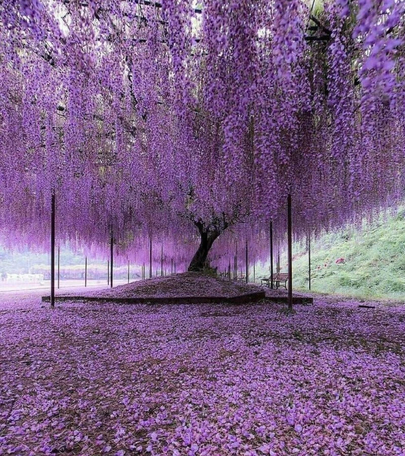 Wisteria Trees Set - 6-8 Inch Tall Blue-Violet Blooms in 4-Inch Pots - Wisteria sinensis Climbing Vines for Garden & Landscape