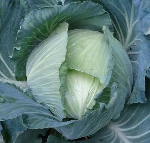 Late Flat Dutch Cabbage Seeds 300+ Heirloom Brassica oleracea for Fall Gardens