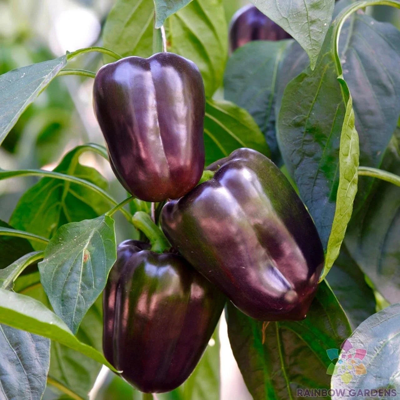 Purple Beauty Sweet Pepper Seeds - 25+ Packets, Capsicum annuum, Edible Purple Peppers for Garden & Container Planting