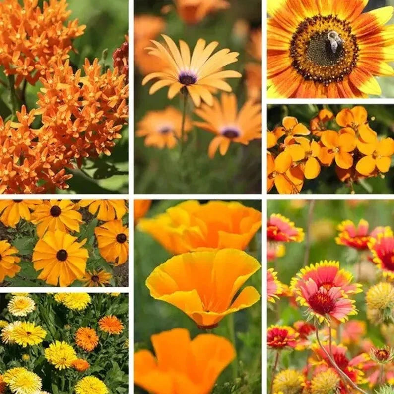 Orange Wildflower Seed Mix - 200 Organic Non-GMO Seeds for Gardens & Landscaping - North American Native Flowers