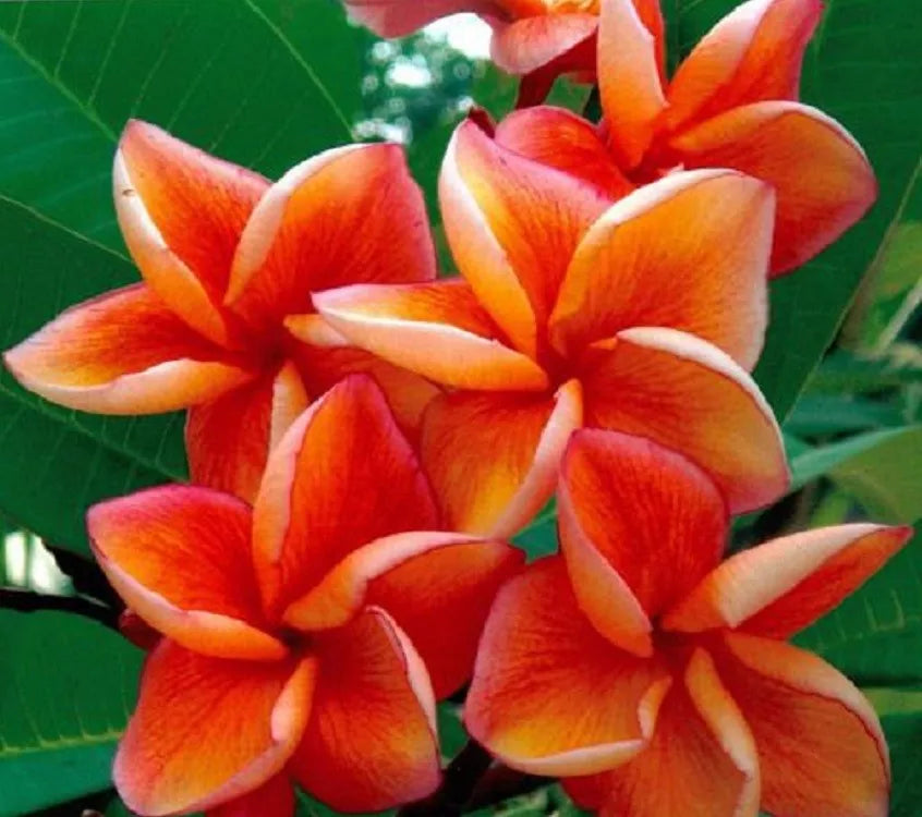 Orange Plumeria Seeds - Perennial Flowering Plant for Garden & Lei - Plumeria rubra, Tropical, 5 Pack