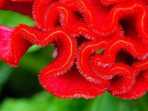 Cockscomb Seeds 100 Pack - Vibrant Celosia Argentea Flower Seeds for Garden, Bright Colors, Easy to Grow, Made in USA