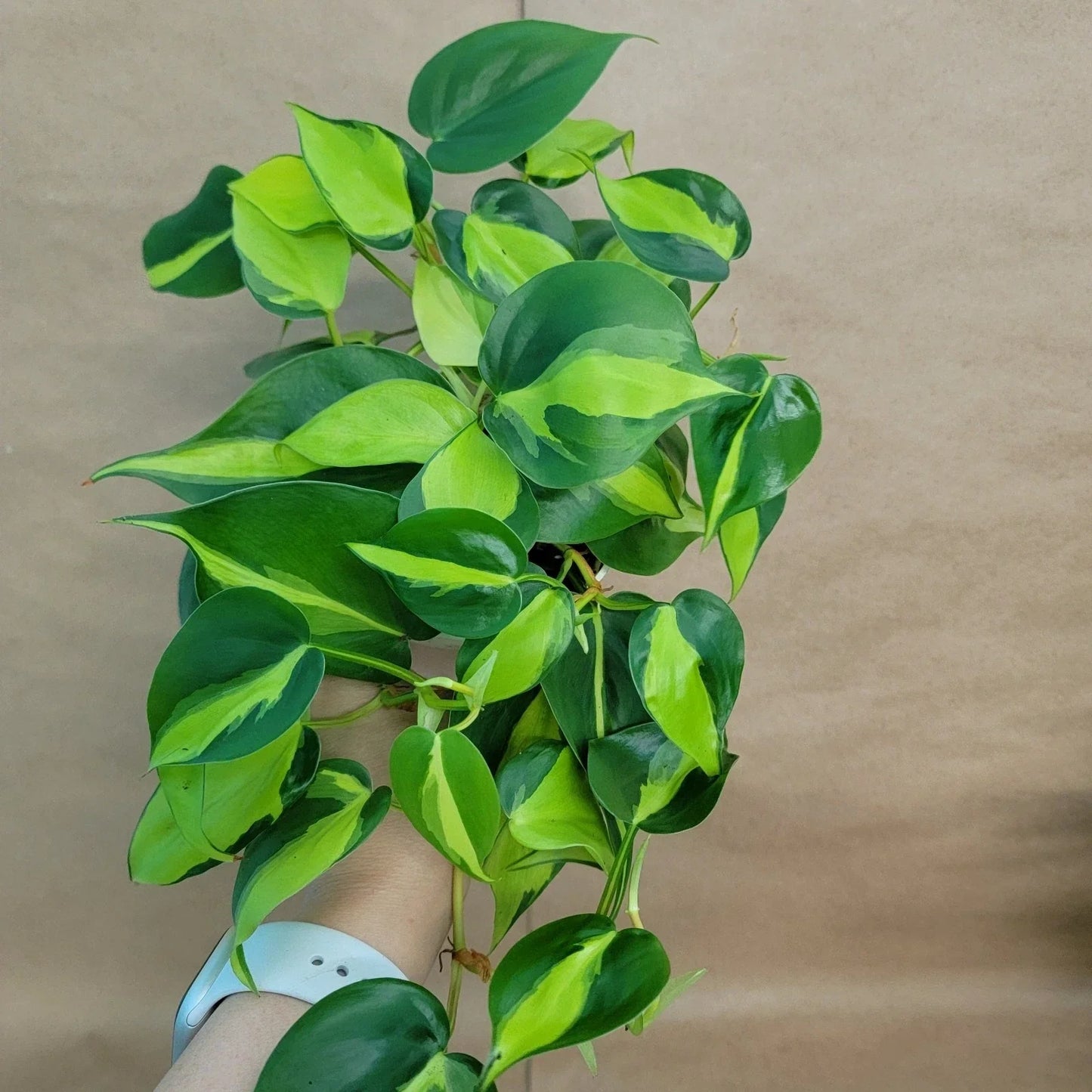 Philodendron Brasil Plant - Easy Care Tropical Indoor Plant in 4" Pot with Air Purifying Benefits