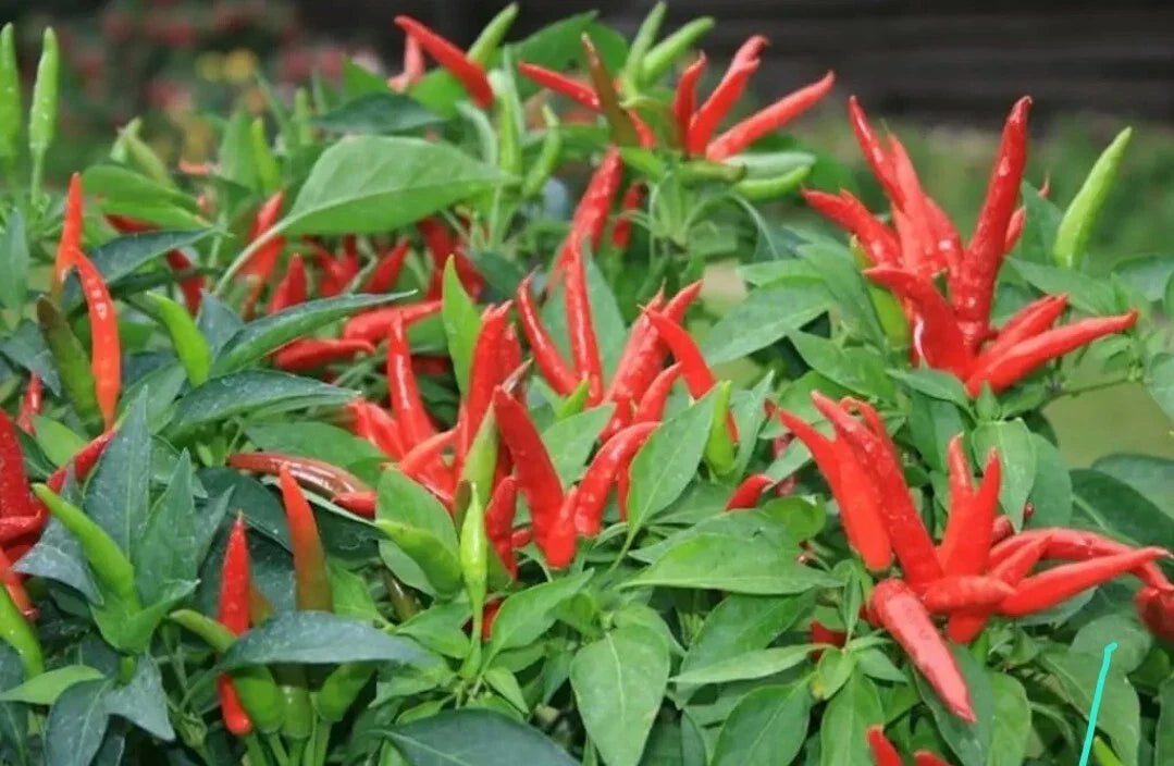 Live Super Chili Pepper Plant in 4" Pot - Capsicum annuum - Spicy Indoor & Outdoor Plant