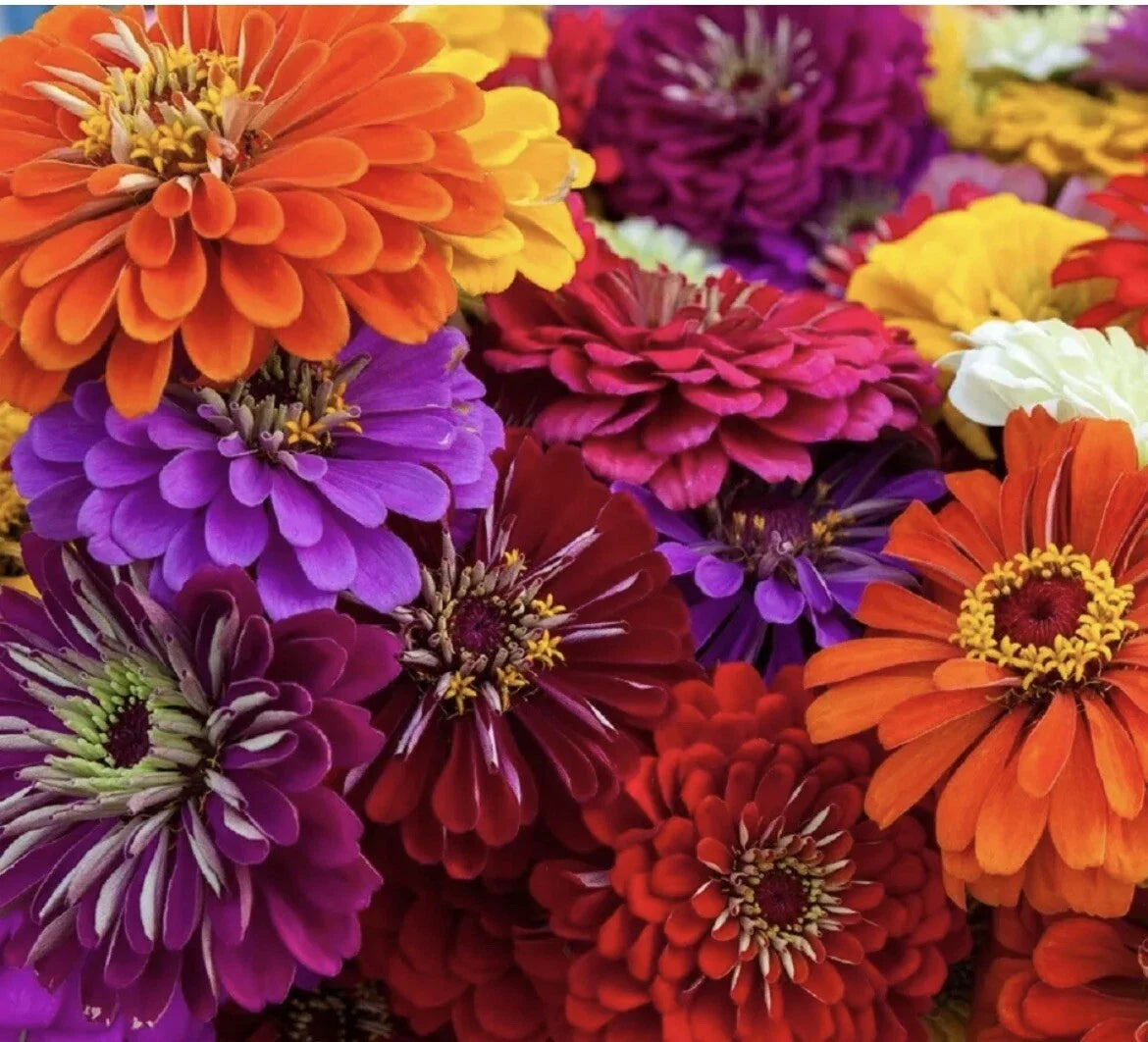 California Giant Zinnia Seeds - 25 Pack, Annual Flower, Butterfly Pollinator, Zinnia elegans