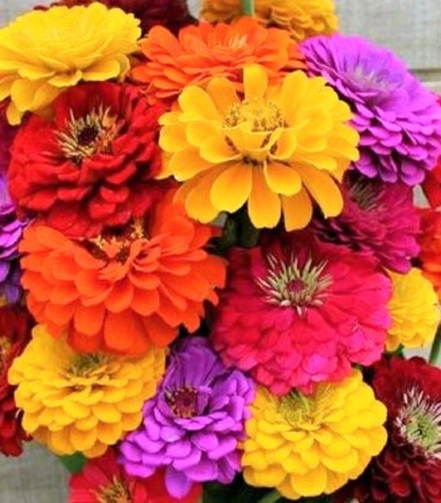 California Giant Zinnia Seeds - Non-GMO Flower Seeds, Colorful Varieties, Zinnia elegans, Annual, Easy to Grow, Butterfly Attractant