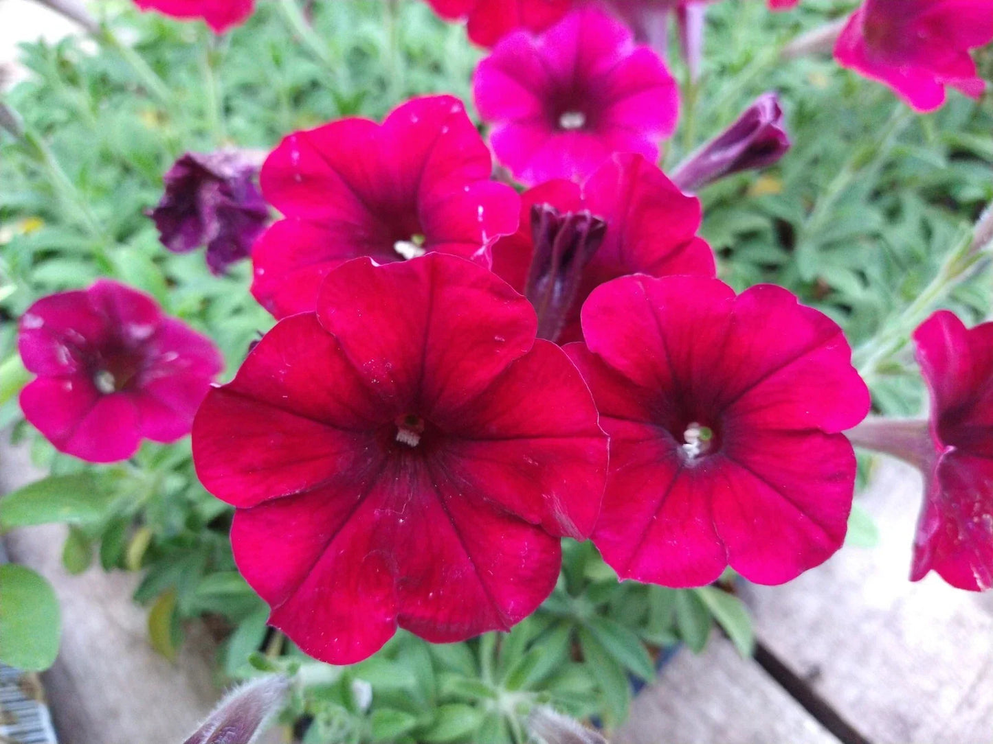Petunia Easy Wave Red Velour Live Plants - 10 Baby Plugs, Fast-Growing, Heat-Tolerant Annuals