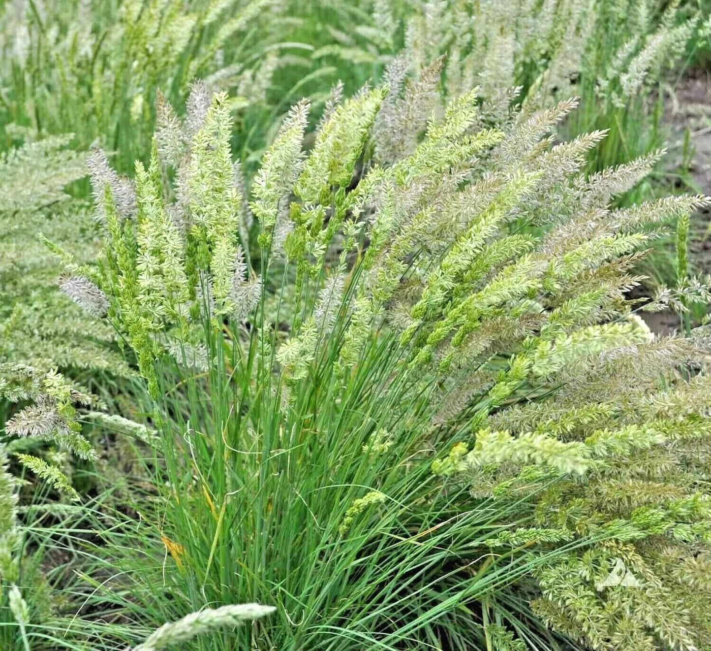 Prairie June Grass Seeds - Native Ornamental Koeleria macrantha, Drought & Heat Tolerant, Easy Care, Clump-Forming, 100+ Seeds