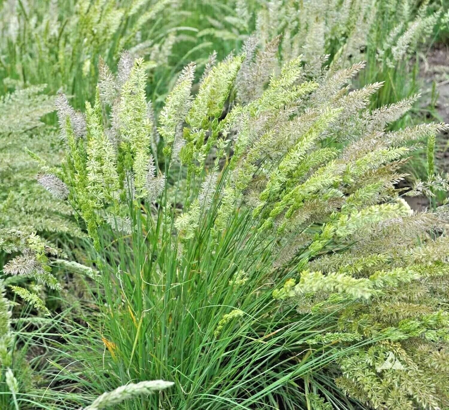 Prairie June Grass Seeds - Native Ornamental Koeleria macrantha, Drought & Heat Tolerant, Easy Care, Clump-Forming, 100+ Seeds