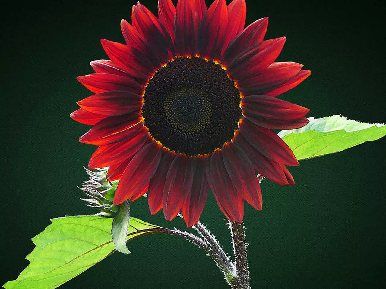 Chocolate Sunflower Seeds Pack | Helianthus annuus | Exotic Dark Petals | 50 Seeds for Planting