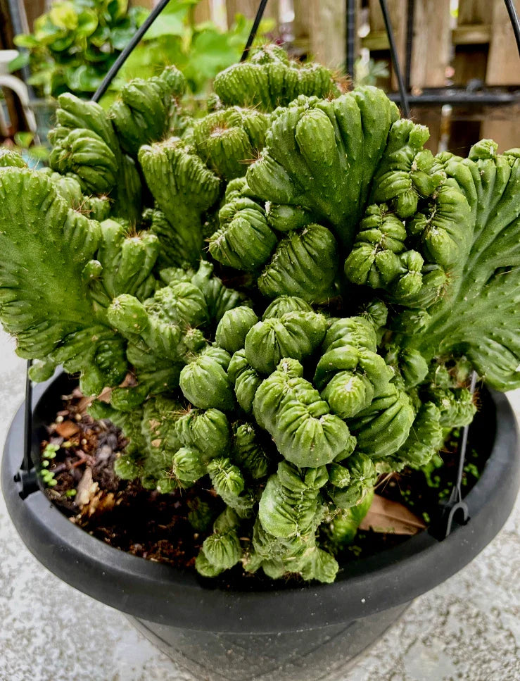 Cereus Peruvianus Repandus Monstrose Rooted Cactus Plant - Unique Succulent for Indoor & Outdoor Gardens