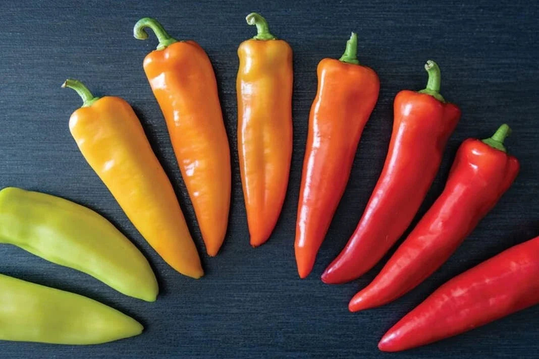Hungarian Hot Wax Pepper Seeds - Heirloom Spicy Vegetable Seeds for Home Gardening, Capsicum annuum, 30 Seeds