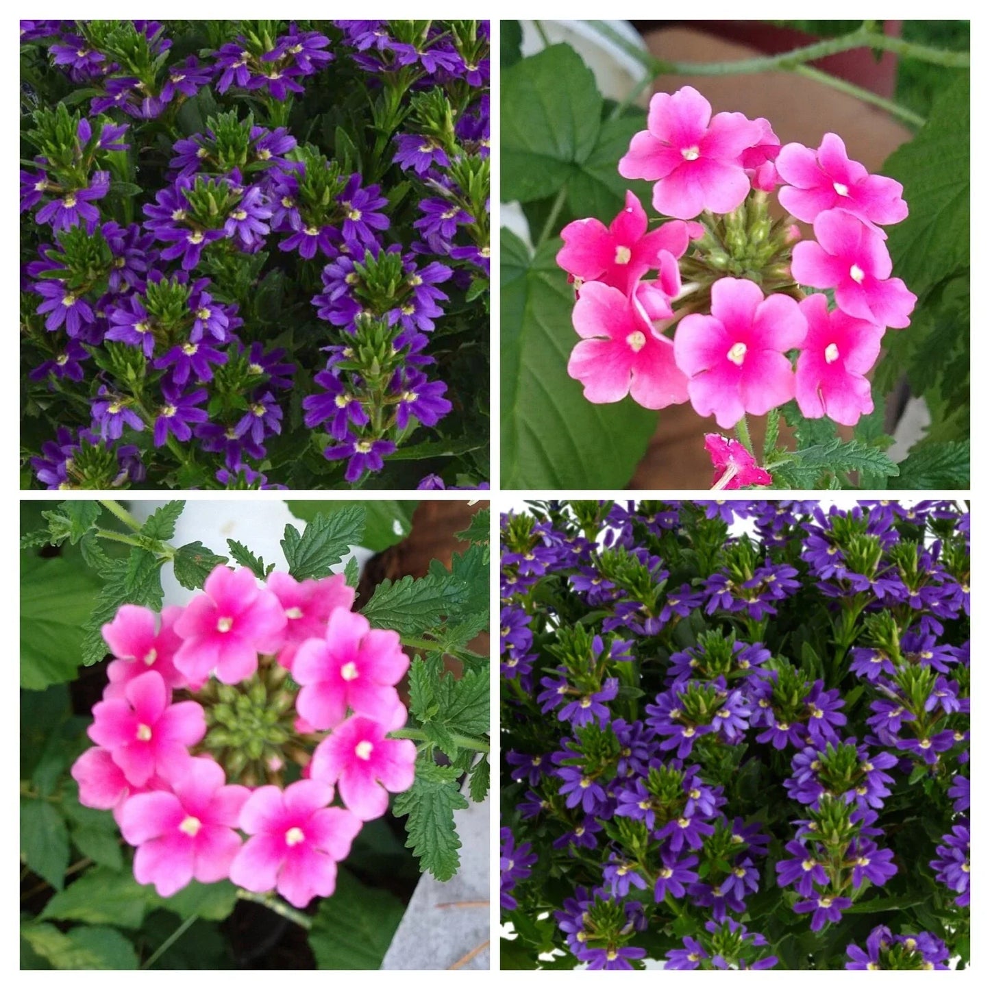 SummerLove Scaevola and Verbena Combo Plant Plugs – Bright Purple/Blue & Pink Shades, Full Sun, Drought Tolerant, Container & Hanging Basket