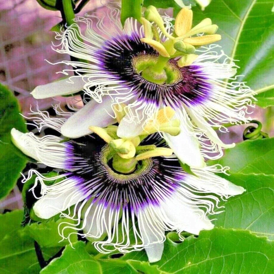 Purple Passion Flower Vine Seeds - Passiflora edulis Granadilla - Home Garden Fruit Plant