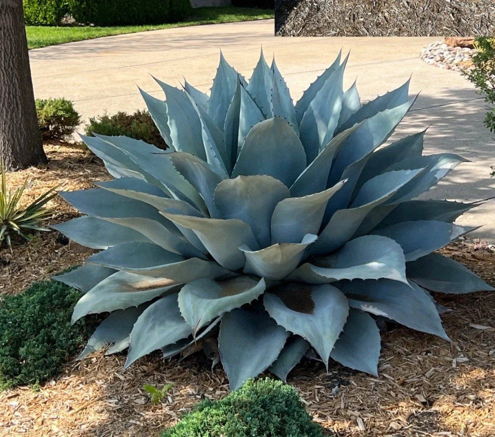 Whale's Tongue Century Plant Plug - Agave Ovatifolia Bare Root Succulent for Drought-Tolerant Landscaping