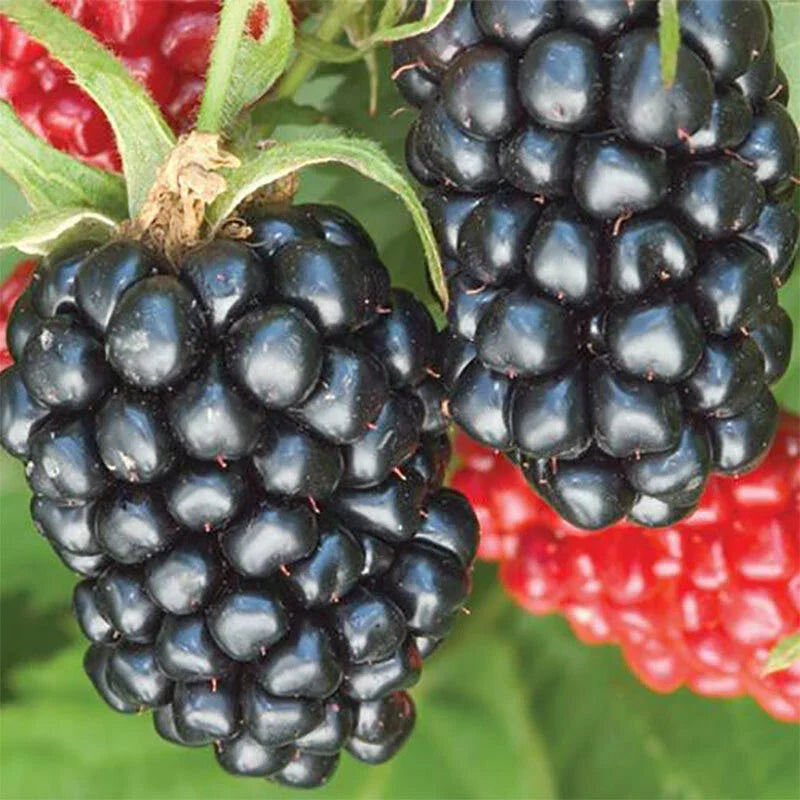 Thornless Blackberry Plant – Live 3-Year-Old Rubus fruticosus 'Apache' – Large, Thornless, Fruitful Shrub for Garden or Container