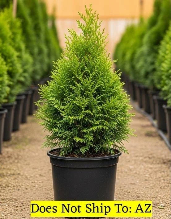 Evergreen Junior Giant Thuja Tree 2-3 ft | Fast Growing Outdoor Garden Plant | Thuja plicata 'Green Giant'