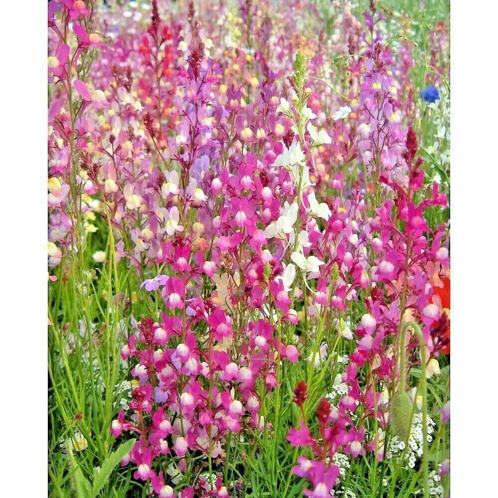Snapdragon Seeds - Northern Lights Mix, 200+ Variety, Antirrhinum majus, Spring & Fall Flower Garden, Vibrant Color Mix