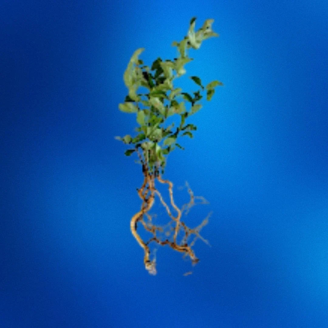 Crepe Myrtle Seedlings Bare Root | Fast-Growing Lagerstroemia Indica Flowers | 6-12 Inch Tall Plants for Garden