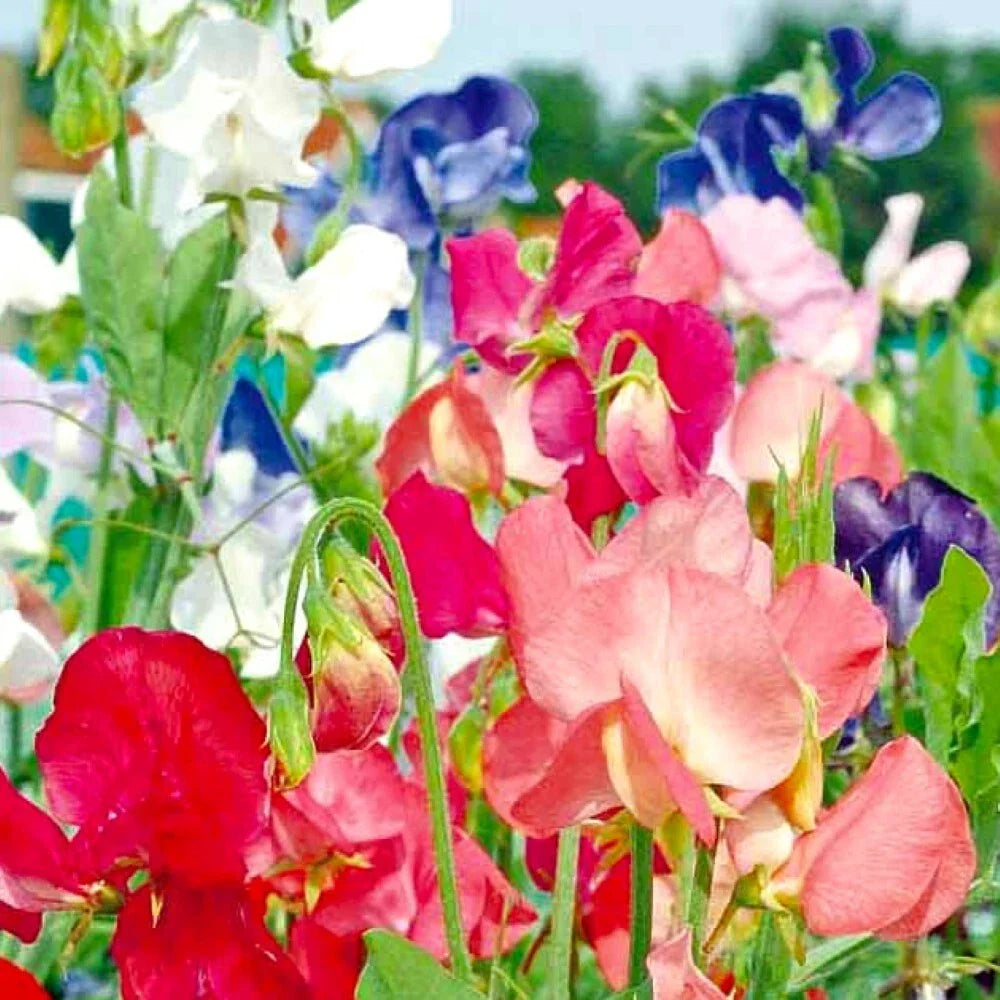 Sweet Pea Seeds | Early Multiflora Mix | NON-GMO Heirloom | Lathyrus odoratus