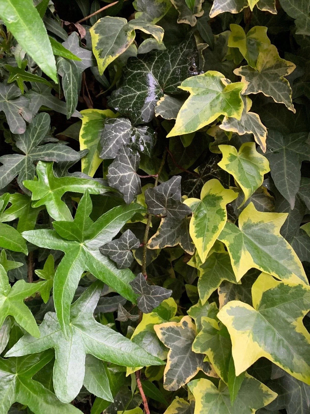 Ivy Cuttings Combo Set - Organic Live USA Hedera helix Variegated & Asterisk Ivy Clippings