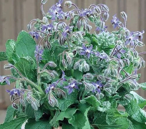Borage Seeds 50+ Pack for Culinary Herb Borago officinalis Blue Star-Shaped Flowers Annual Plant
