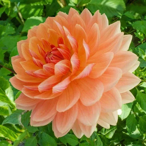 Rancho Dahlia Seeds - 25 Perennial Dahlia Pinnata Seeds for Vibrant Summer to Fall Blooms