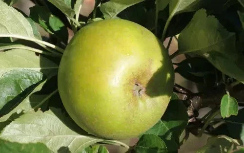 Reinette Clochard Apple Seeds – 25+ Malus domestica Fruit Tree Seeds for Home Garden & Orchard Planting